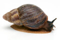 Archachatina porphyrostoma Nigeria B adult